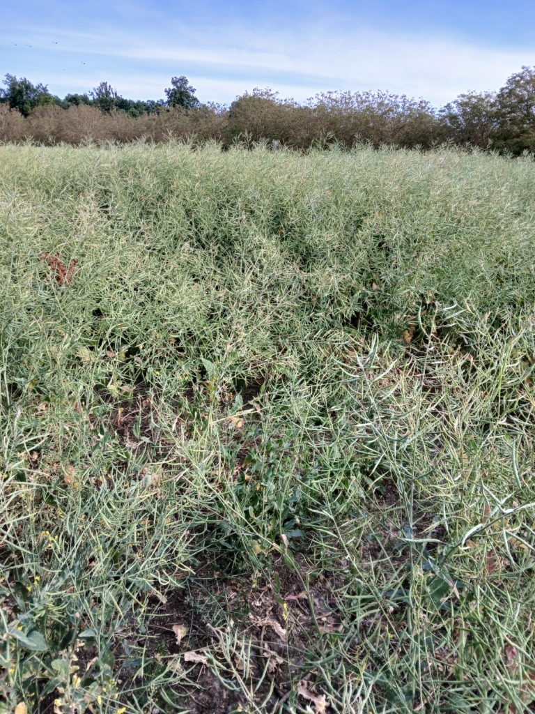 colza SD 18-05-25