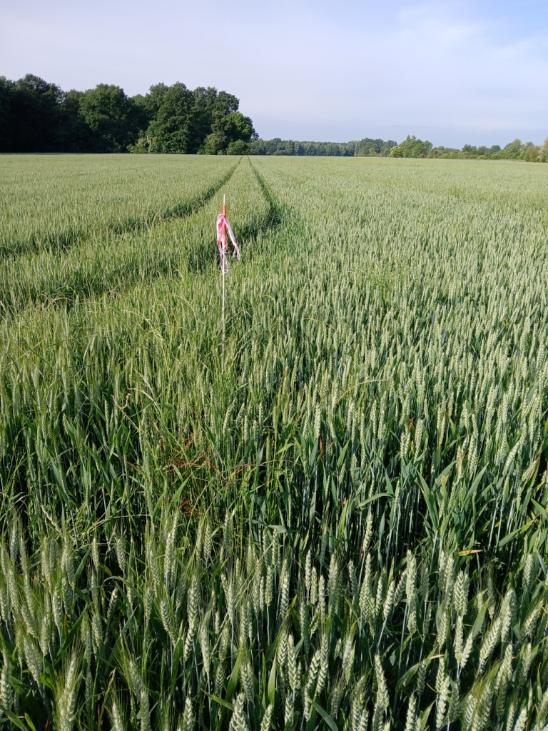 blé 18-05-25