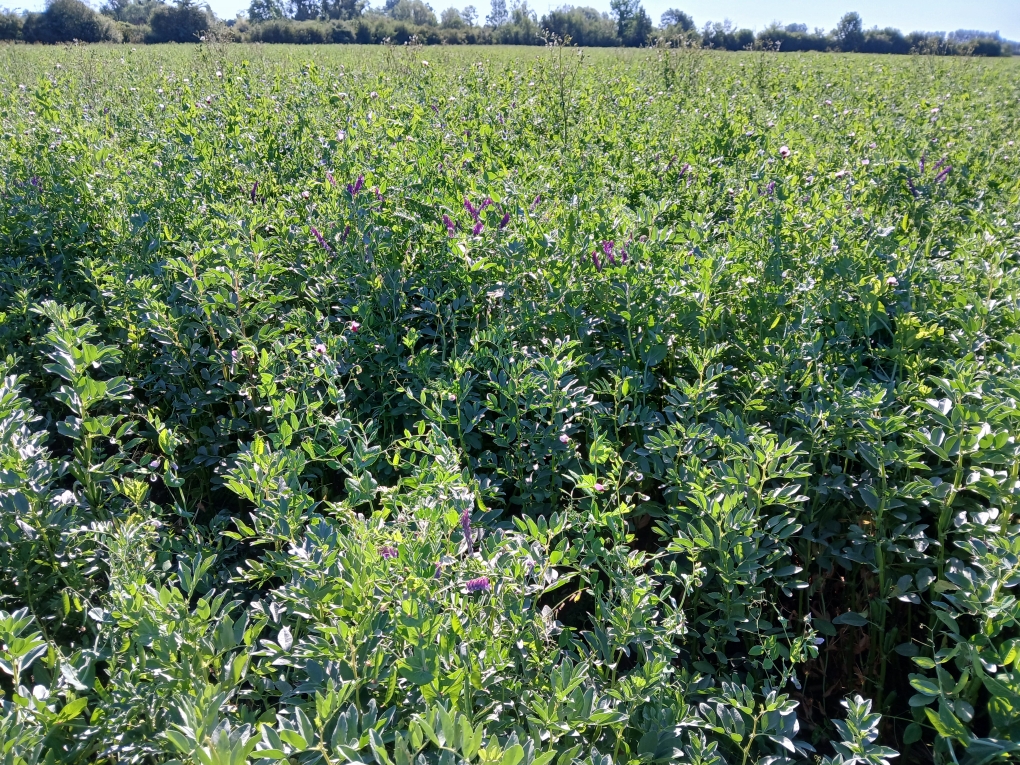 féverole pois H essai vesce 28-05-25