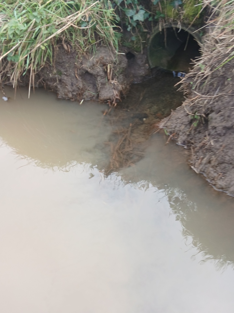 sortie fossé féverole 25 non labour 30-01-25
