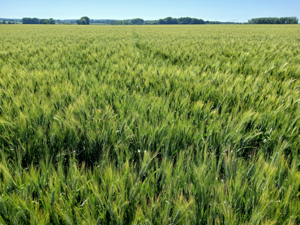 Blé dur SD zéro fongicide 28-05-25