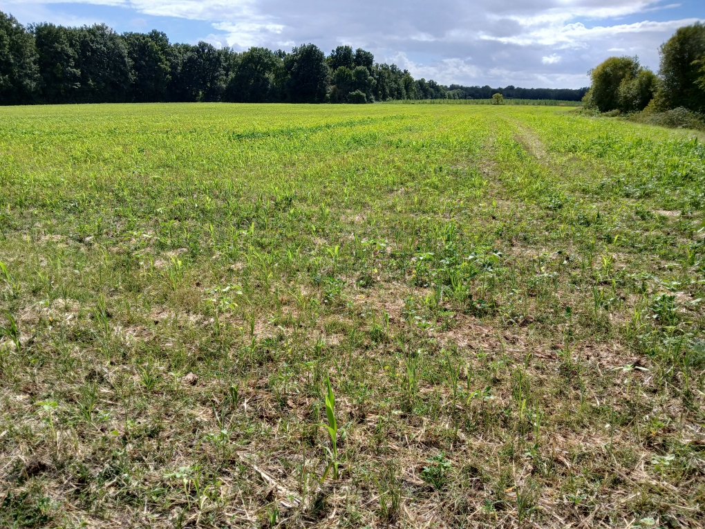 couvert été sorgho phacelie moutarde avoine-28-08-25
